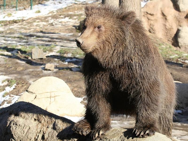 Kamčatská medvíďata Toby a Kuba z brněnské zoologické zahrady slaví rok.