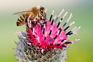 Včely a další opylovači – to je název naučné panelové výstavy, kterou je v těchto dnech možné zhlédnout ve sklenících Botanické zahrady Přírodovědecké fakulty Masarykovy univerzity Brno.