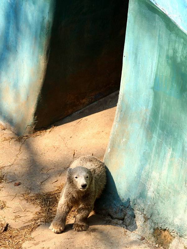 Lední medvíďata z brněnské zoologické zahrady se nejspíš budou jmenovat Kometa a Rondo.