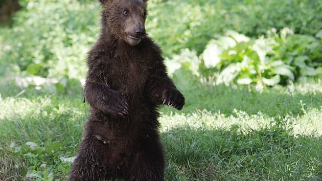 Pokřtěno. V sobotu v pravé poledne se sešlo několik desítek lidí v brněnské zoologické zahradě, aby přihlíželo dvojitému křtu. Medvědi i rosomáci v zoo se tak rozrostli o Bruna a Vasila.