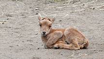 Nový přírůstek do rodiny paovcí přišel na svět minulý týden v brněnské zoo. Samec se narodil přímo ve výběhu.