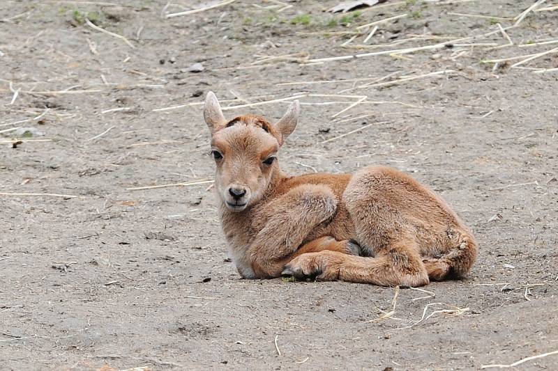 Nový přírůstek do rodiny paovcí přišel na svět minulý týden v brněnské zoo. Samec se narodil přímo ve výběhu.