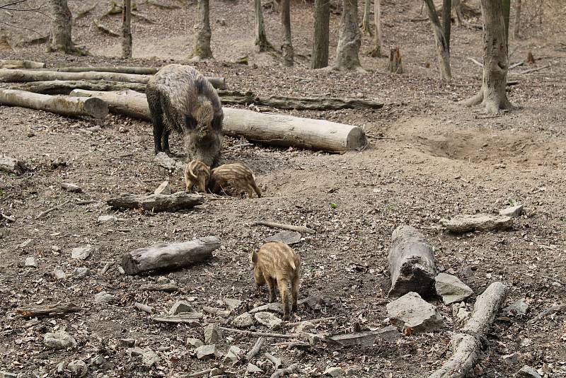 Patnáct selat se narodilo letos v březnu v oboře Holedná v Brně.