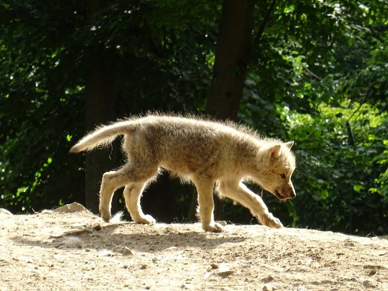 Uplynulý víkend si pozornost návštěvníků užívala všchna zvířata v Zoo Brno.