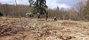 Dobrovolníci z Lipky sázeli stromy v Brně-Soběšicích.