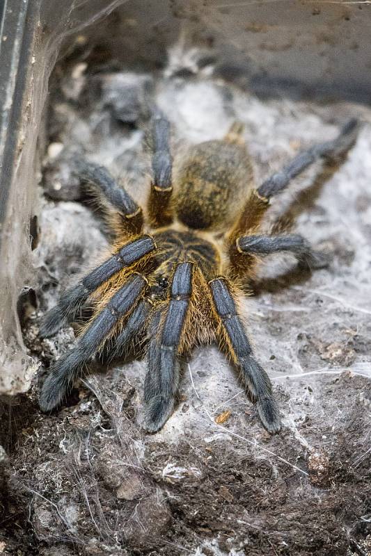 V Brně se konala tradiční terarijní burza Fauna Hobby. Lidé zde sehnali například ještěrky, hady či pavouky.