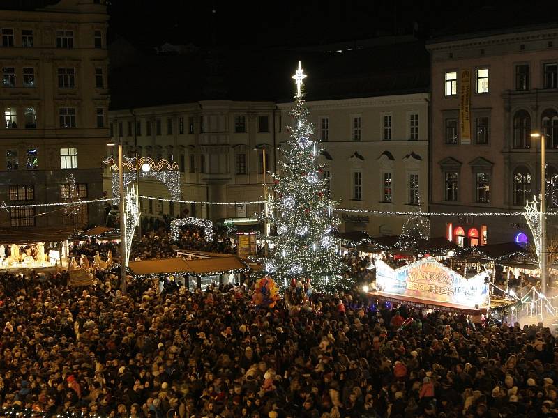 Jedle ojíněná – Brno