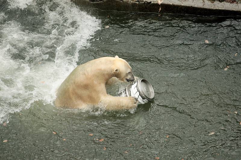 Lední medvědi slavili narozeniny v brněnské zoologické zahradě.