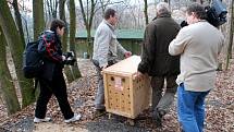 Samička rysa kanadského v brněnské zoologické zahradě.