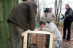 Samička rysa kanadského v brněnské zoologické zahradě.