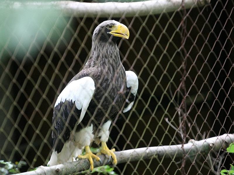 Přestože se ve středu v brněnské zoo kvůli dešťům sesunul svah na expozici orlů, přinesla zahrada i dobré zprávy.