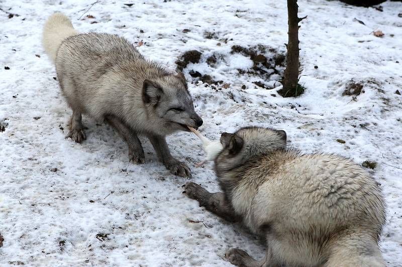 Zimní šampionát zvířat v brněnské ZOO -  liška polární.