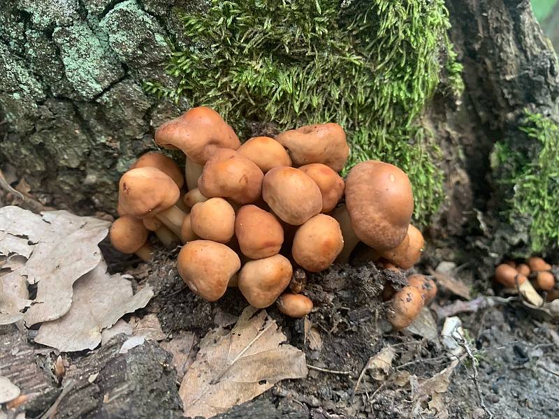 Navzdory ideálním podmínkám pro růst hub se houbaři z lesů často vracejí s poloprázdnými košíky. Nalézají zejména lišky, holubinky nebo hřiby žlutomasé přezdívané babky.