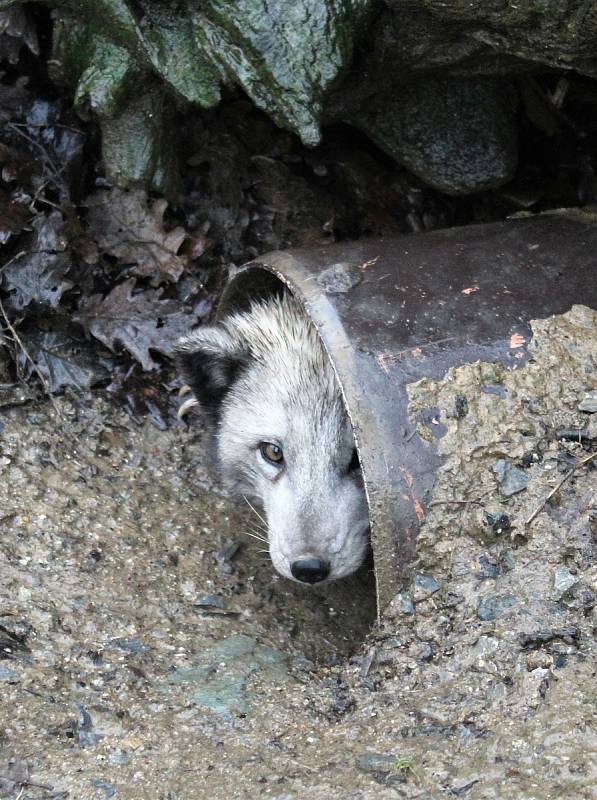 V brněnské zoo je Štědrý den pro zvířata jako každý jiný. Letos ovšem poprvé bez návštěvníků kvůli koronaviru.