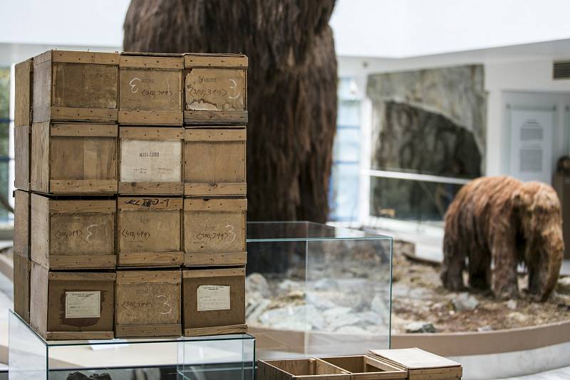 Mamuta obklopí moderní umění. V Anthroposu začala nová výstava