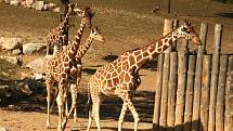 V brněnské zoo lidé nově nakrmí žirafy i v zimě.