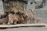 Nový přírůstek do rodiny paovcí přišel na svět minulý týden v brněnské zoo. Samec se narodil přímo ve výběhu.