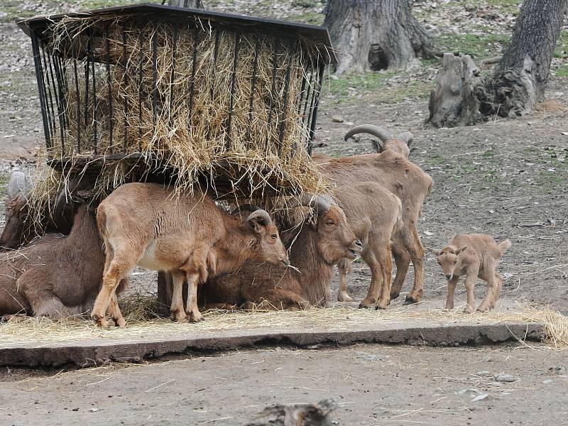 Nový přírůstek do rodiny paovcí přišel na svět minulý týden v brněnské zoo. Samec se narodil přímo ve výběhu.