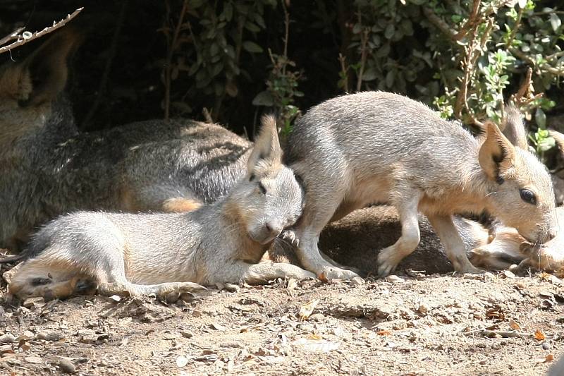 V brněnské zoo přivítali nové přírůstky mary stepní.