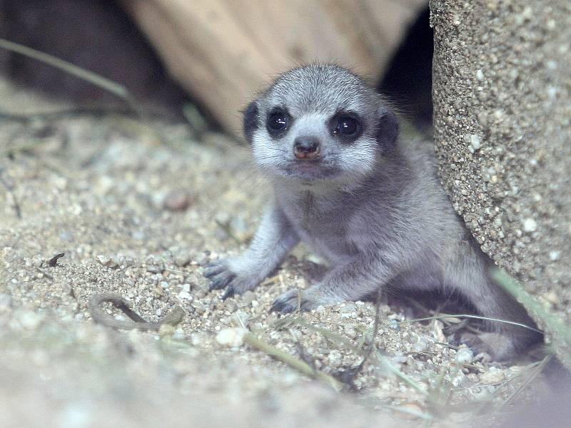 V brněnské zoologické zahradě se těší z přírůstku surikat.