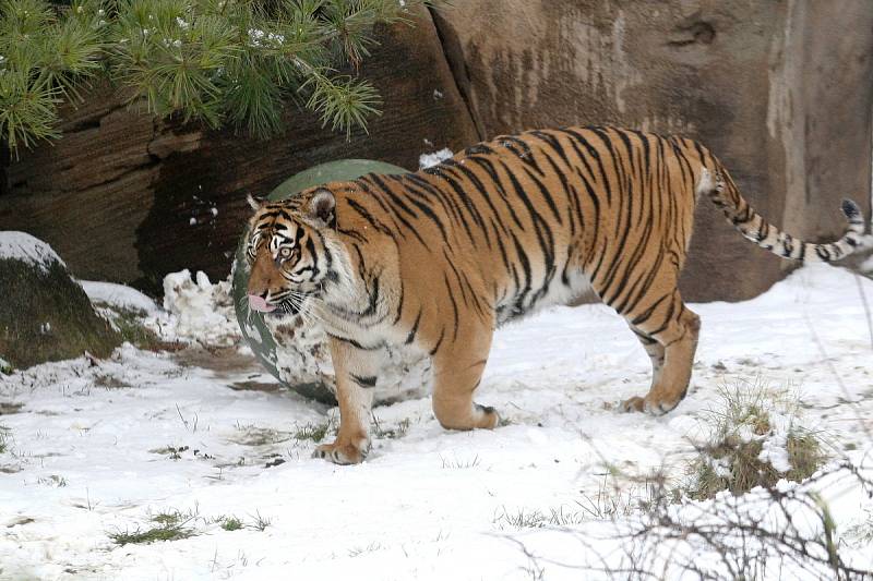 Tygřice Satu v brněnské zoo.