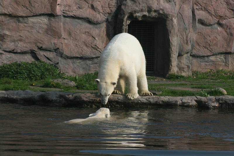 Lední medvěd Bill v Zoo Gelsenkirchen.
