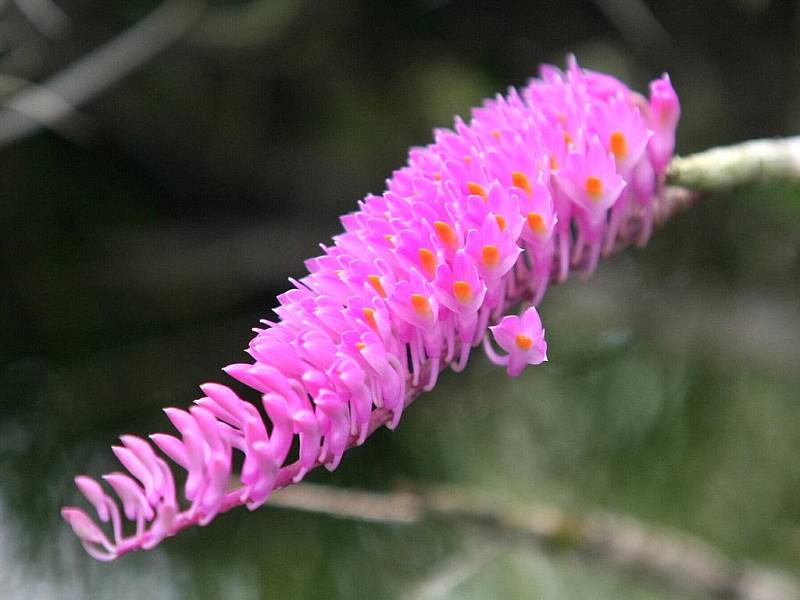 Barvy podzimu nabízí stejnojmenná výstava v Botanické zahradě a Arboretu Mendelovy univerzity v brněnských Černých polích.