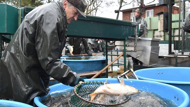 Stovky lidí se přišly podívat na tradiční výlov největšího rybníka na Pohořelicku Vrkoče.