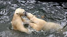 Brněnské zoo je v odchovu ledních medvědů úspěšné. Za posledních deset let se mláďata nenarodila v žádné jiné zoo v České ani Slovenské republice.