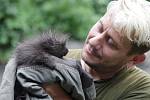 Další přírůstek Zoo Brno je už tři týdny starý. Mládě urzona kanadského, který svým vzhledem připomíná dikobraza, je se svými rodiči nedaleko voliéry orla bělohlavého. Malý hlodavec zatím jméno nemá.