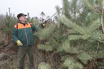 Lesní dělník Roman Kus potírá stromy repelentem, nebo je záměrně poškodí. Zloděje pak nelákají.