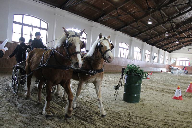 Na Veterinární a farmaceutické univerzitě se v sobotu proháněly koně při závodech vozatajů.