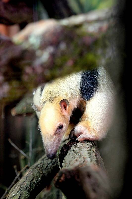 V brněnské zoo přibyl jedenáctiletý mravenečník čtyřprstý. Jmenuje se Jaris.