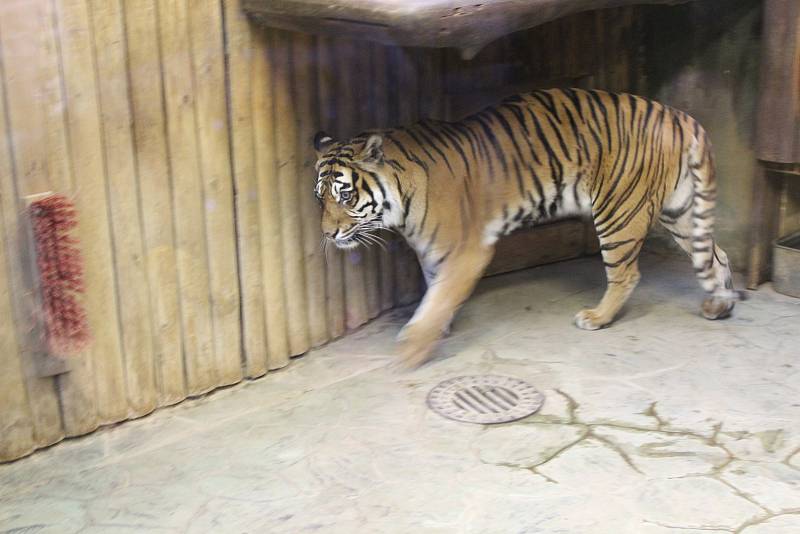 Tygr v brněnské zoo.