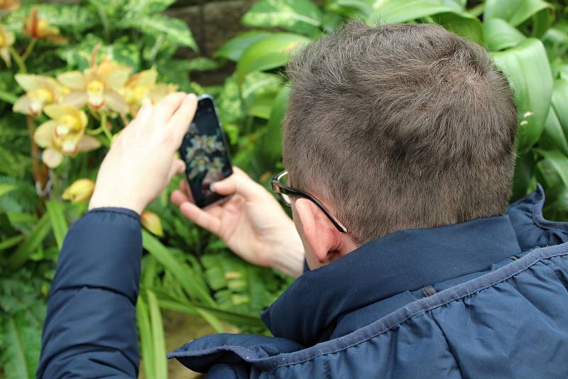 Výstava Kvetoucí orchideje začala v sobotu ve skleníku Botanické zahrady a arboreta Mendelovy univerzity v Brně.