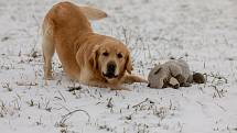 Odměnou pro trenérku, psy a jejich pány za celoroční práci loveckých psů  byla relaxační "damíková" soutěž, která se uskutečnila v mrazivém počasí.