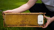 Ochranu včel před rozmary počasí nebo krádeží úlů zajistí nová aplikace. Vyvinuli ji badatelé z brněnské techniky.