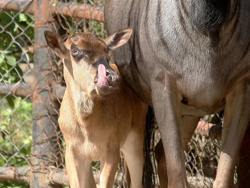 Mládě pakoně modrého očipoval zvěrolékař z brněnské zoologické zahrady.