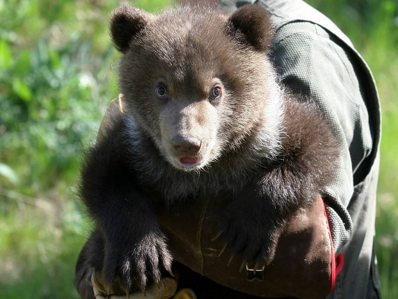 Po čipovaní mají chovatelé brněnské zoologické zahrady jasno. Obě kamčatská medvíďata jsou kluci.