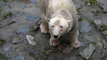 Zvířata z brněnské zoologické zahrady se dočkala novoročního krmení od dětí.