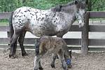 Brněnská zoo hlásí další přírůstek. Narodilo se tam mládě koně domácího mini appaloosa. Samec dostal jméno Geronimo.