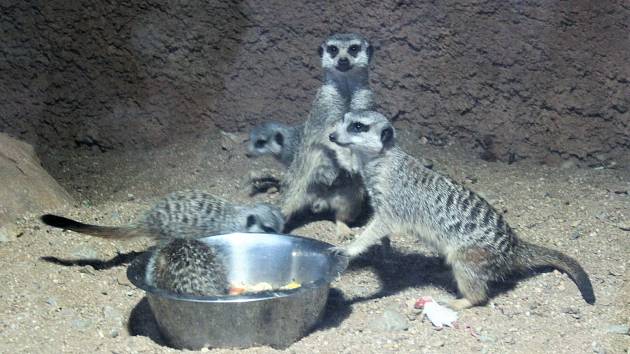 VIDEO: Vánoce v brněnské zoo? Podívejte se, jak Štědrý den tráví zvířata -  Brněnský deník