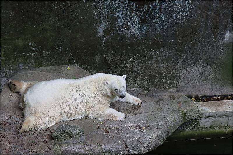 V ZOO Brno mohou návštěvníci vidět téměř osm set zvířat více než dvou stovek druhů.