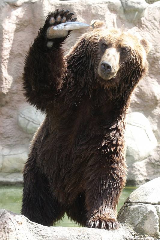 Medvěd Bruno se loučí s brněnskou zoo. Míří do Děčína.