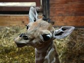 Nový přírůstek v brněnské zoo. Samička žirafy síťované.