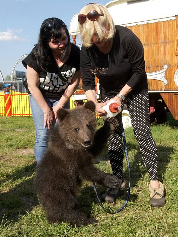 Jmenují se Max, Šanty a Berry. Rádi pijí mléko z lahve a chodí na procházky. Medvědí trojčata se narodila a vyrůstají v cirkuse Berousek. Lidé se s nimi při představení cirkusu, který je až do pátku v Brně, mohou vyfotit.