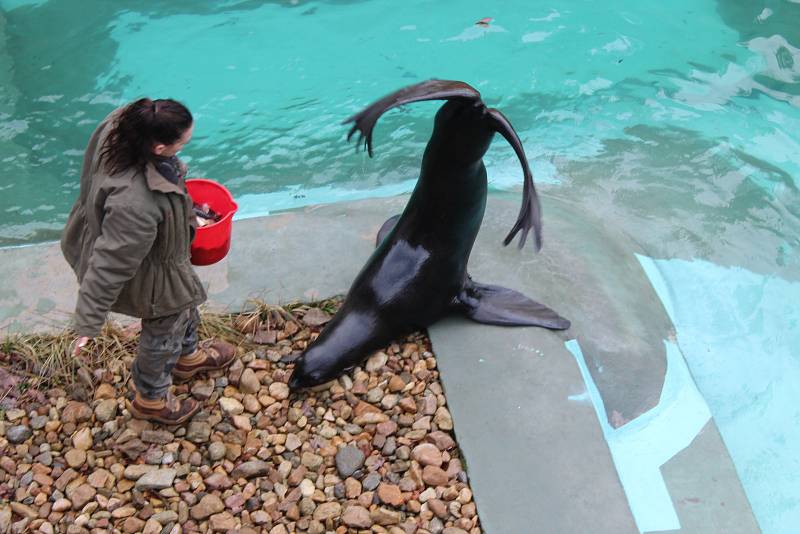 Stovky lidí se rozhodli strávit Štědrý den ve společnosti zvířat v brněnské zoo. Dívali se, jak tygři dostali vánoční stromeček i krabici s překvapením. Lachtan si dal ryby. Lidé si vánoční atmosféru užili třeba díky perníčkům.