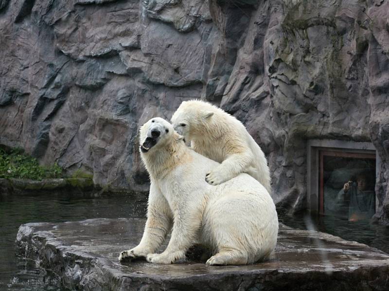 Lední medvěd Bill v Zoo Gelsenkirchen.