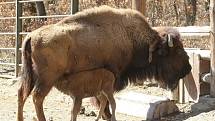 Samici bizona amerického se v brněnské zoo narodilo mládě.