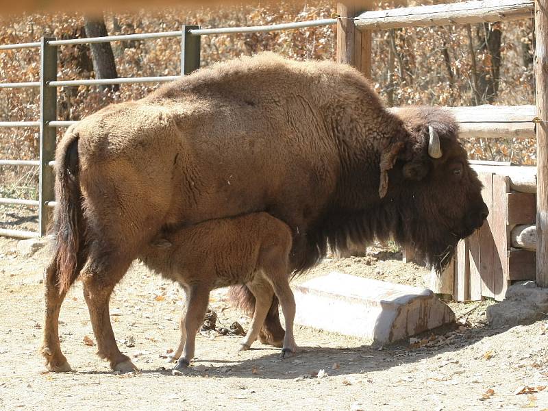 Samici bizona amerického se v brněnské zoo narodilo mládě.